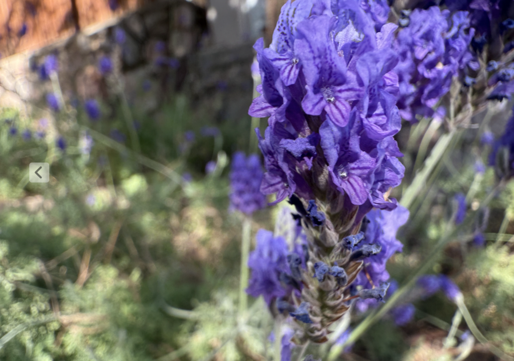 Lavender fun facts and uses, closeup of lavender flowers in Eilat, Israel